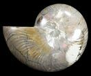 Large, Polished Nautilus Fossil - Madagascar #61345-1